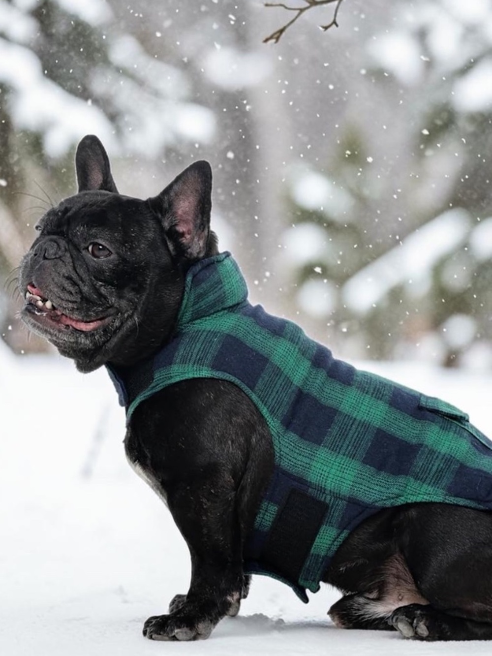 Kuoser Reversible Dog Winter Coat Small NWT Green Plaid Puppy Jacket